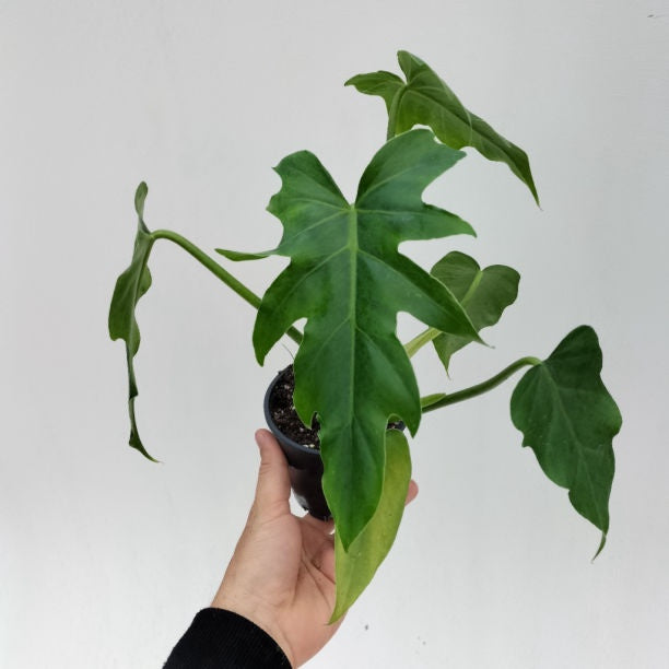 Philodendron Lacerum Fingerling Urban Jungle CBR