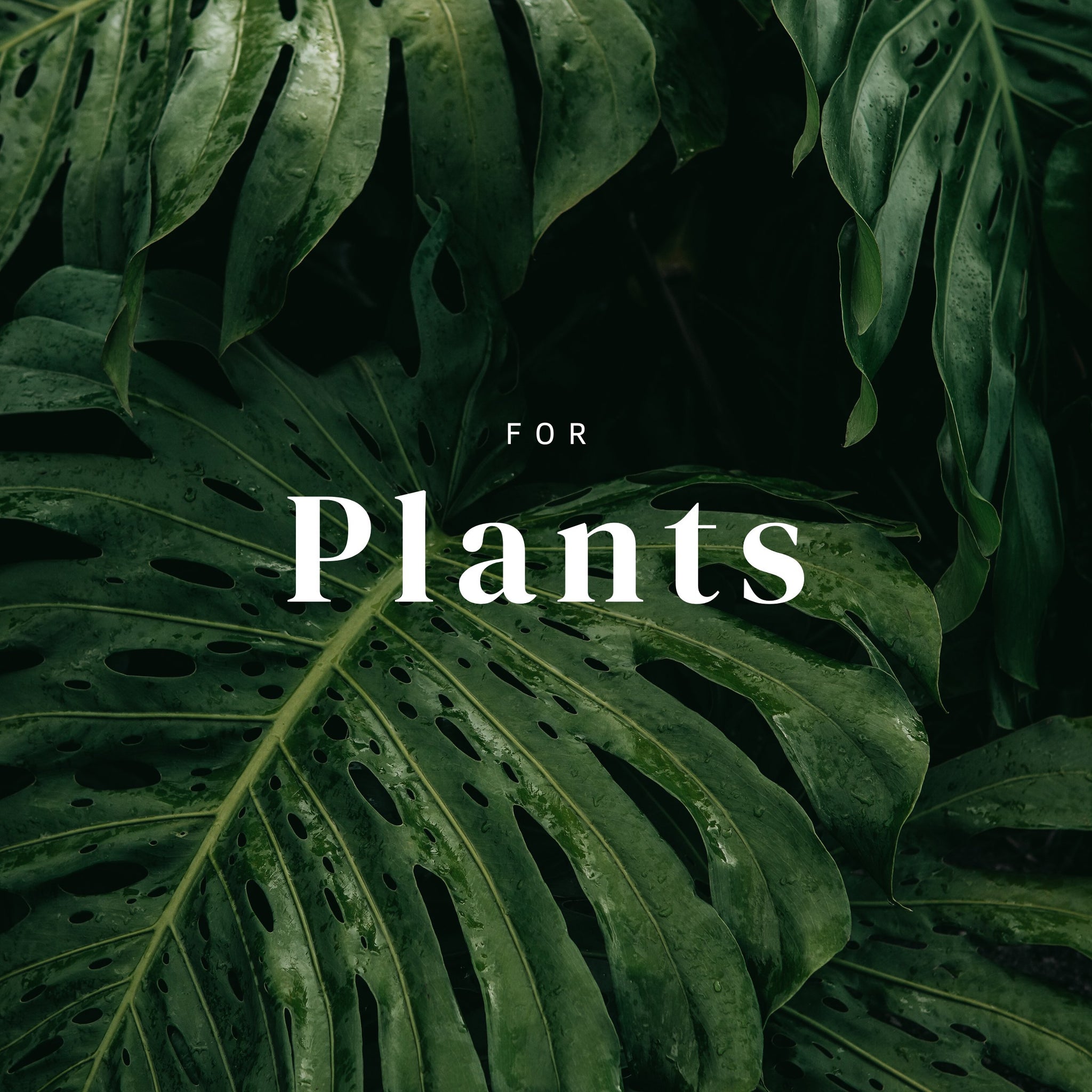 Plants & Greenery
