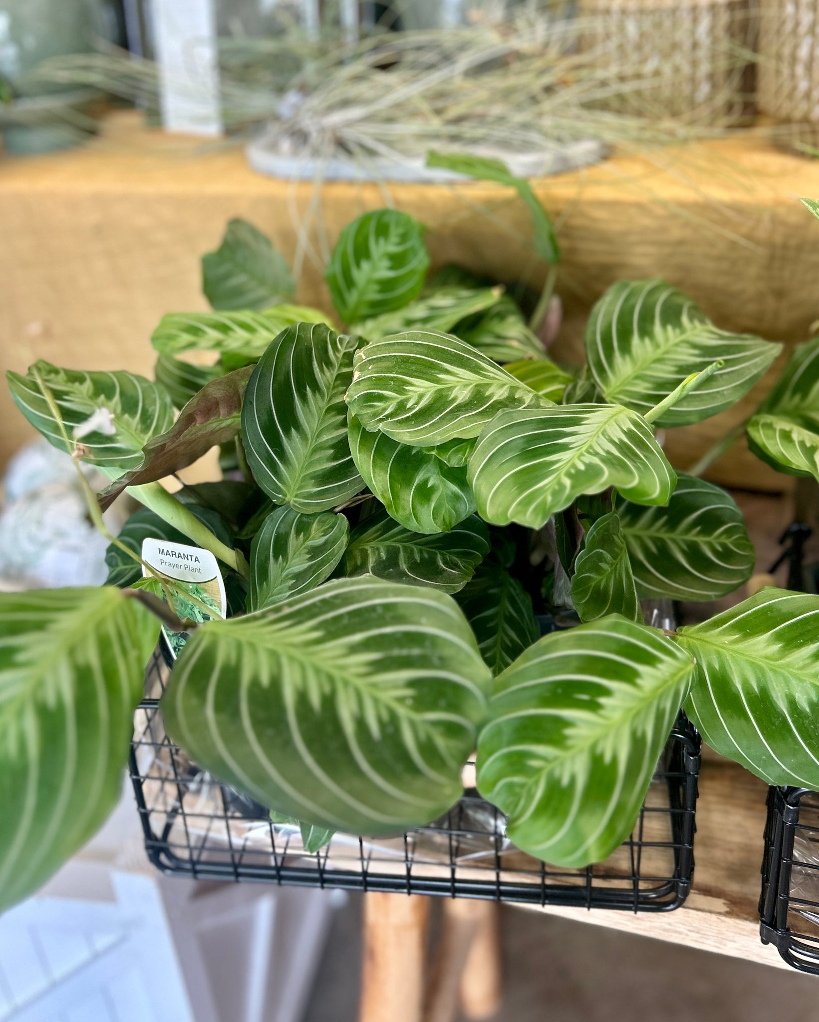 maranta prayer plant cats Maranta Cat's Moustache 130mm – Urban Jungle CBR