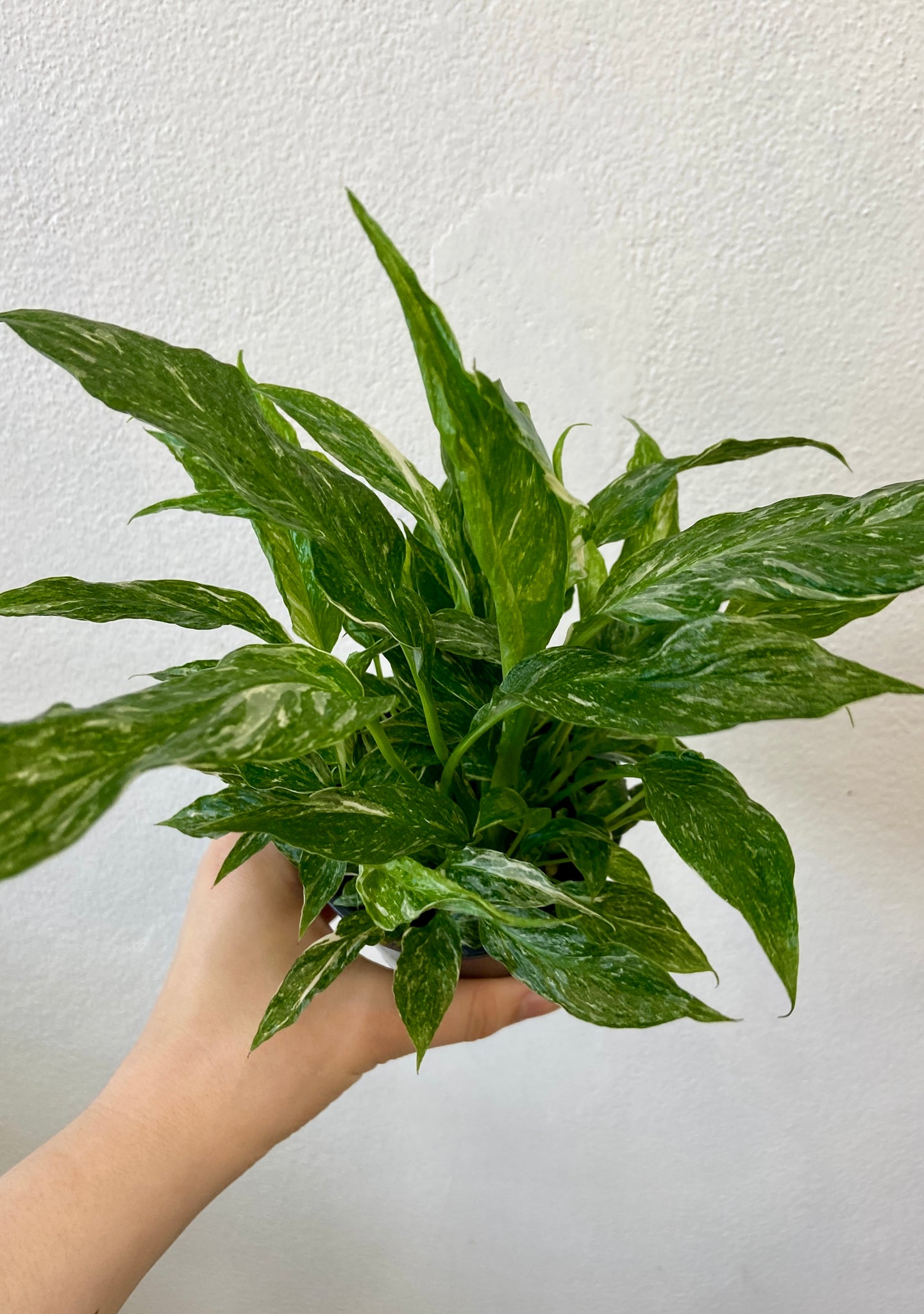 Indoor Plants Canberra Plant Delivery Canberra Urban Jungle CBR