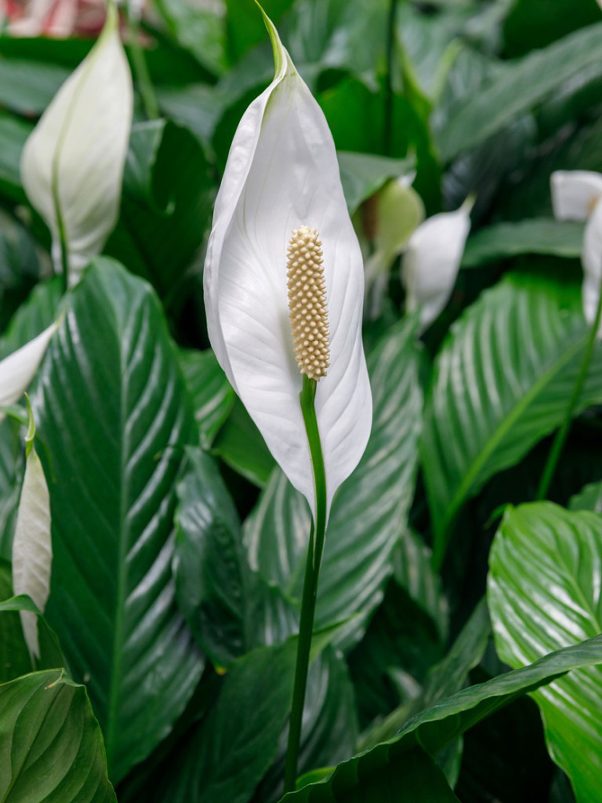 peace lilies indoor plants Spathiphyllum